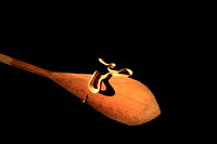 Night Canoe Trip